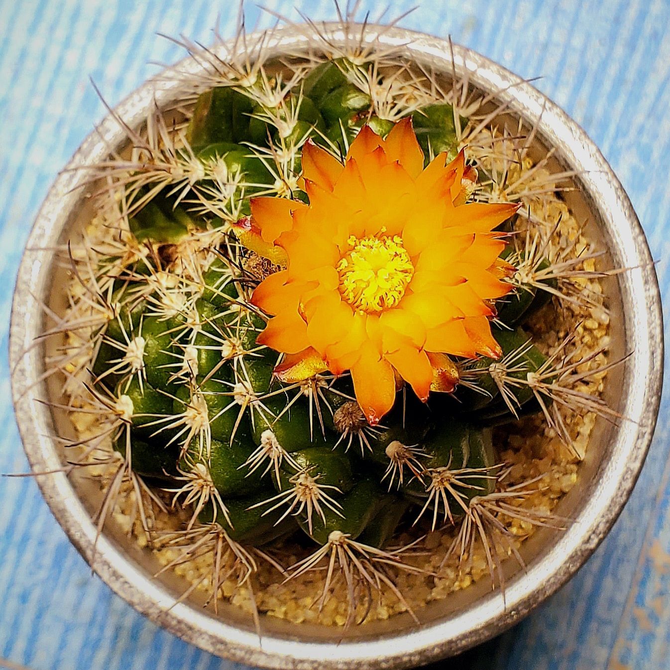 Photo of the plant species Parodia mairanana by @Dustmite named Parodia Mairanana f. Monstrosa on Greg, the plant care app