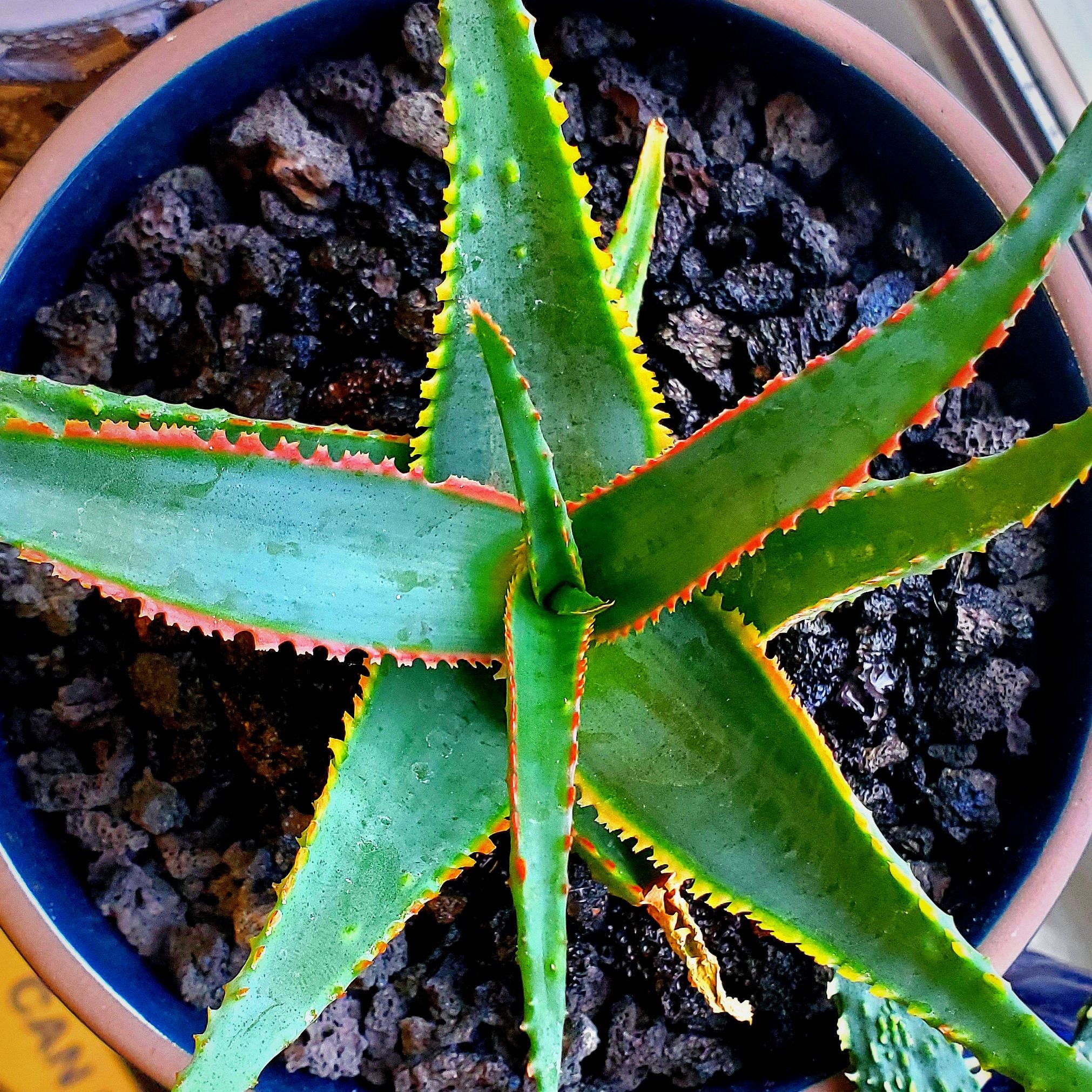 A healthy Aloe 'Swordfish' plant in a pot with visible soil and vibrant green leaves with red edges.