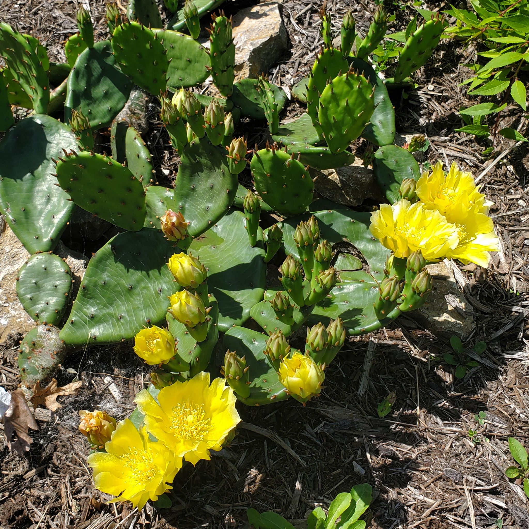 Opuntia Humifusa