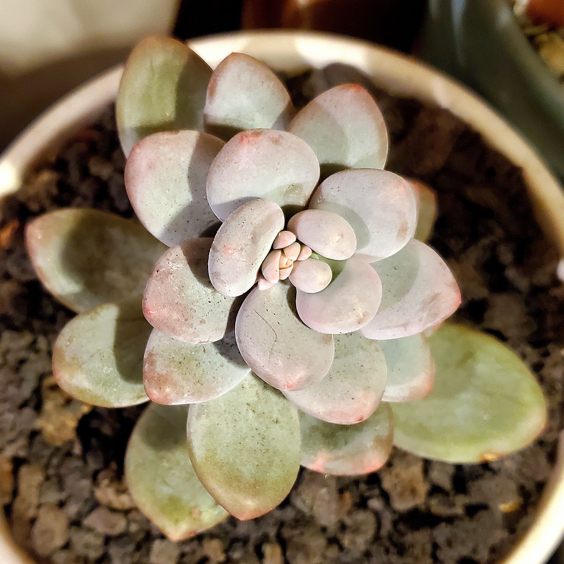 Photo of the plant species Blue Haze by @Dustmite named Pachyphytum 'Blue Haze' on Greg, the plant care app
