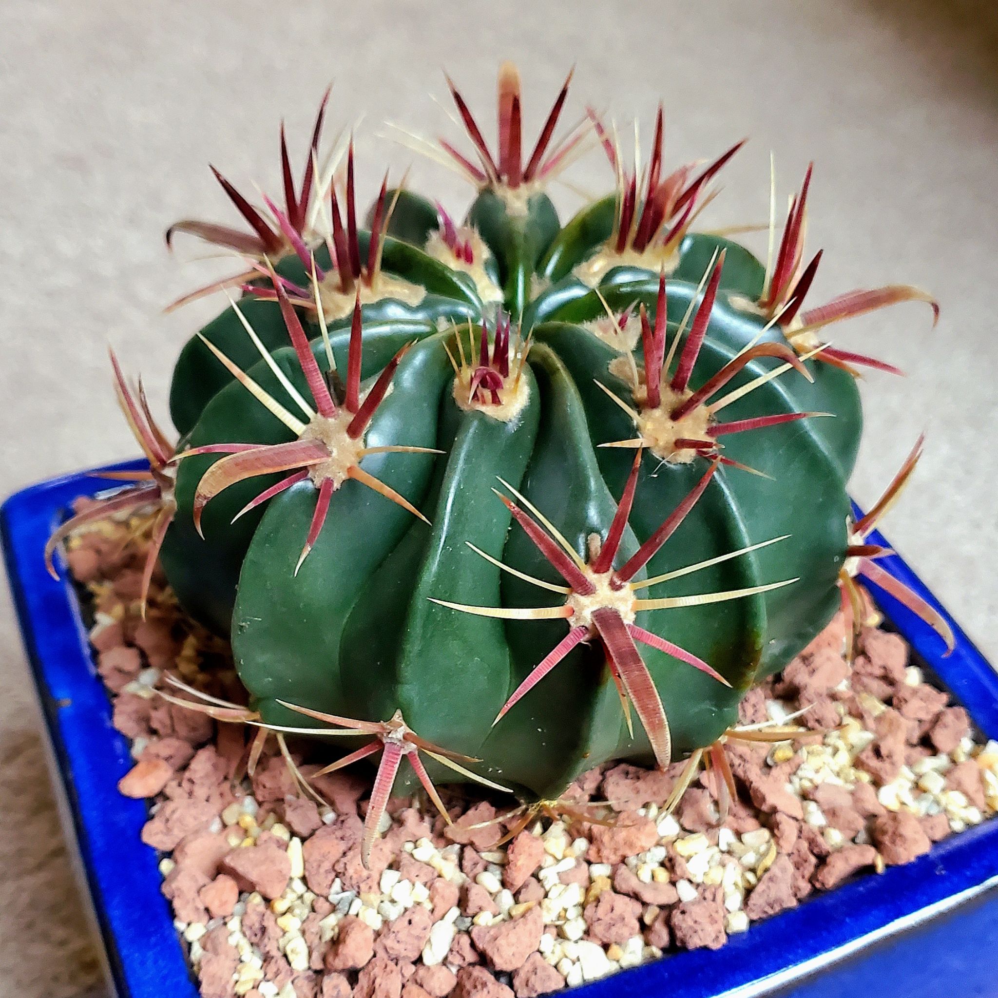 Devil's Tongue Barrel Cactus in a blue pot with visible soil.
