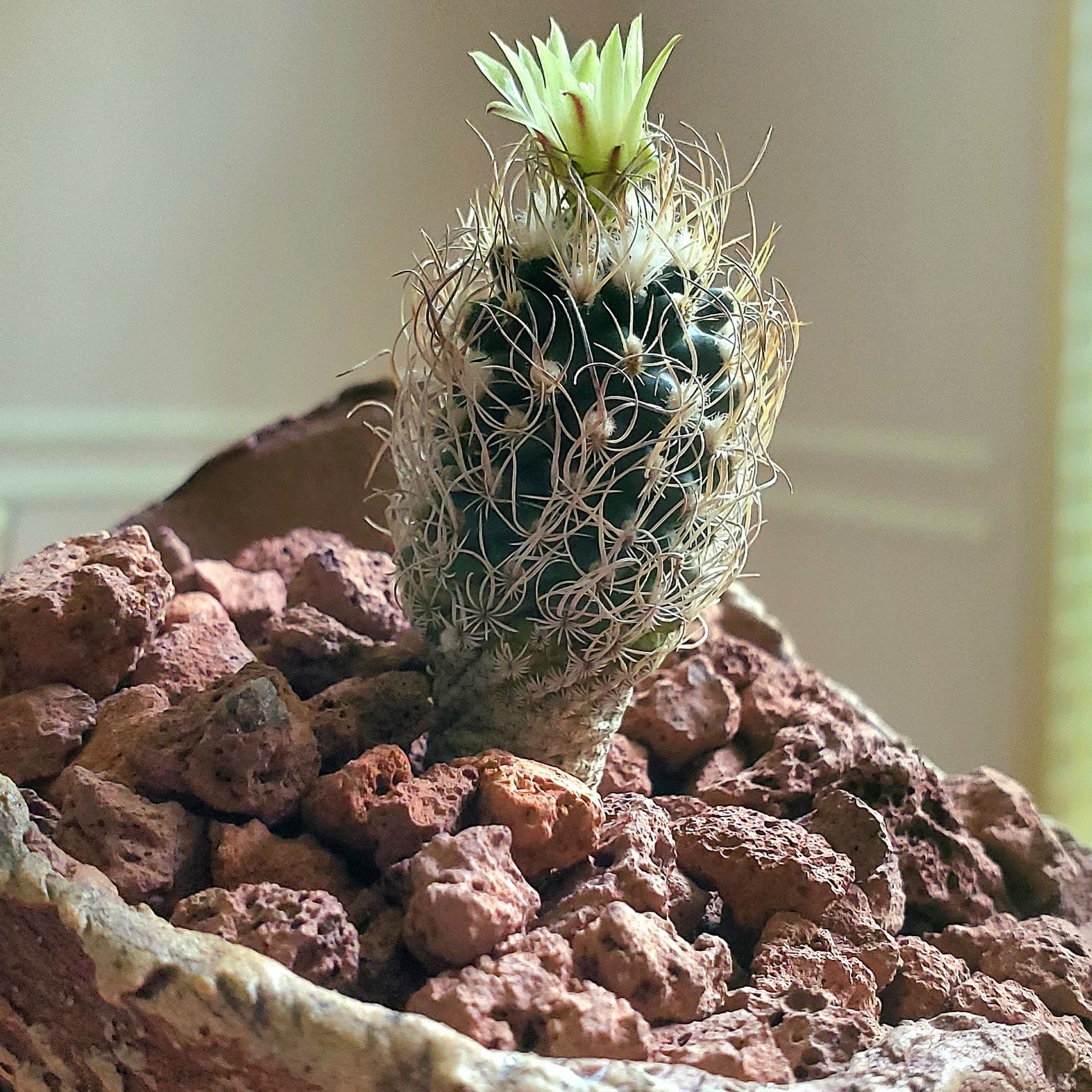 Turbinicarpus schmiedickeanus cactus with a white flower in rocky soil.