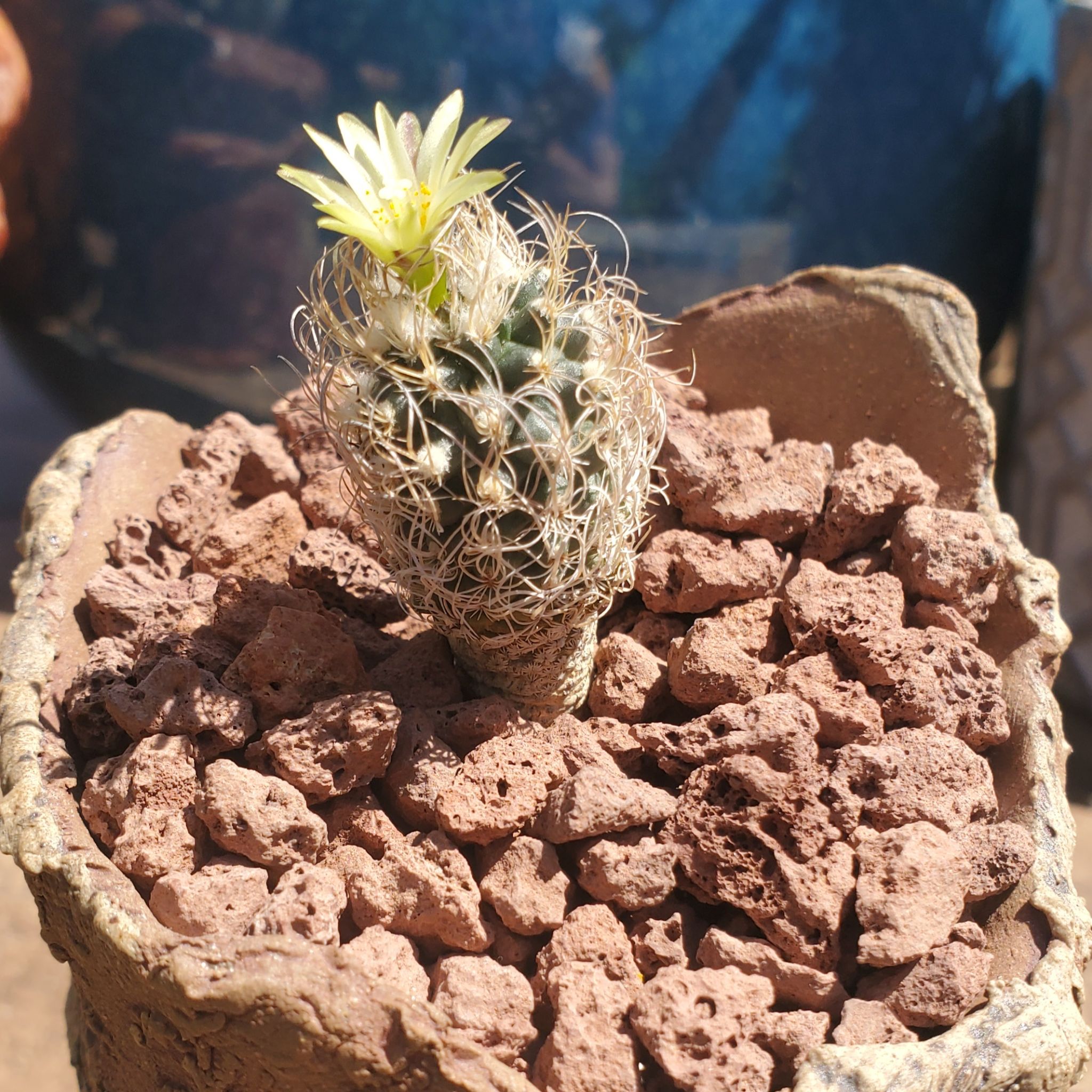 Photo of the plant species Turbinicarpus pseudomacrochele 'Minimus Album' by @Dustmite named Turbinicarpus Pseudomacrochele ssp. Minimus on Greg, the plant care app