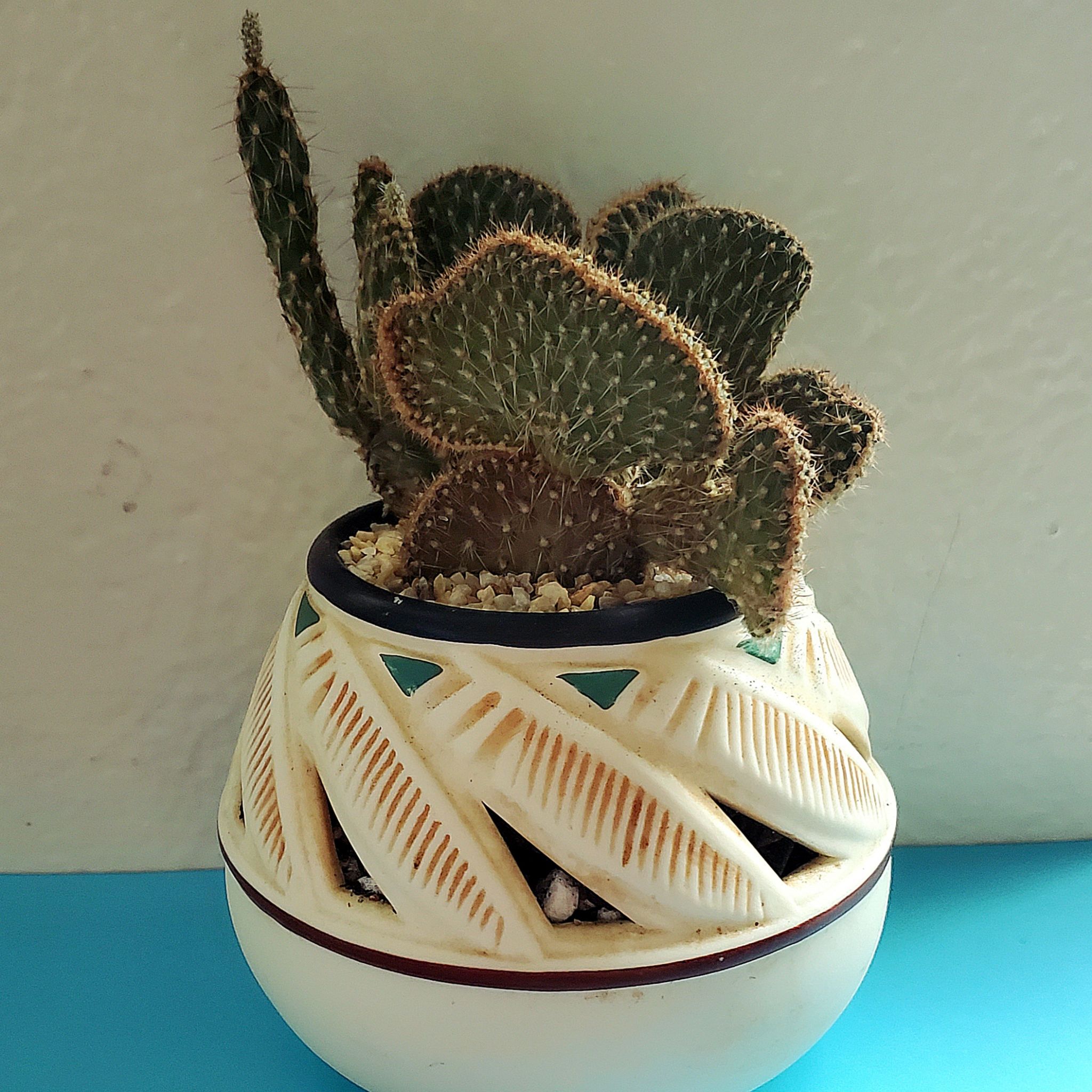 Photo of the plant species Crested California Cholla by @Dustmite named Cylindropuntia Californica f. Cristata on Greg, the plant care app