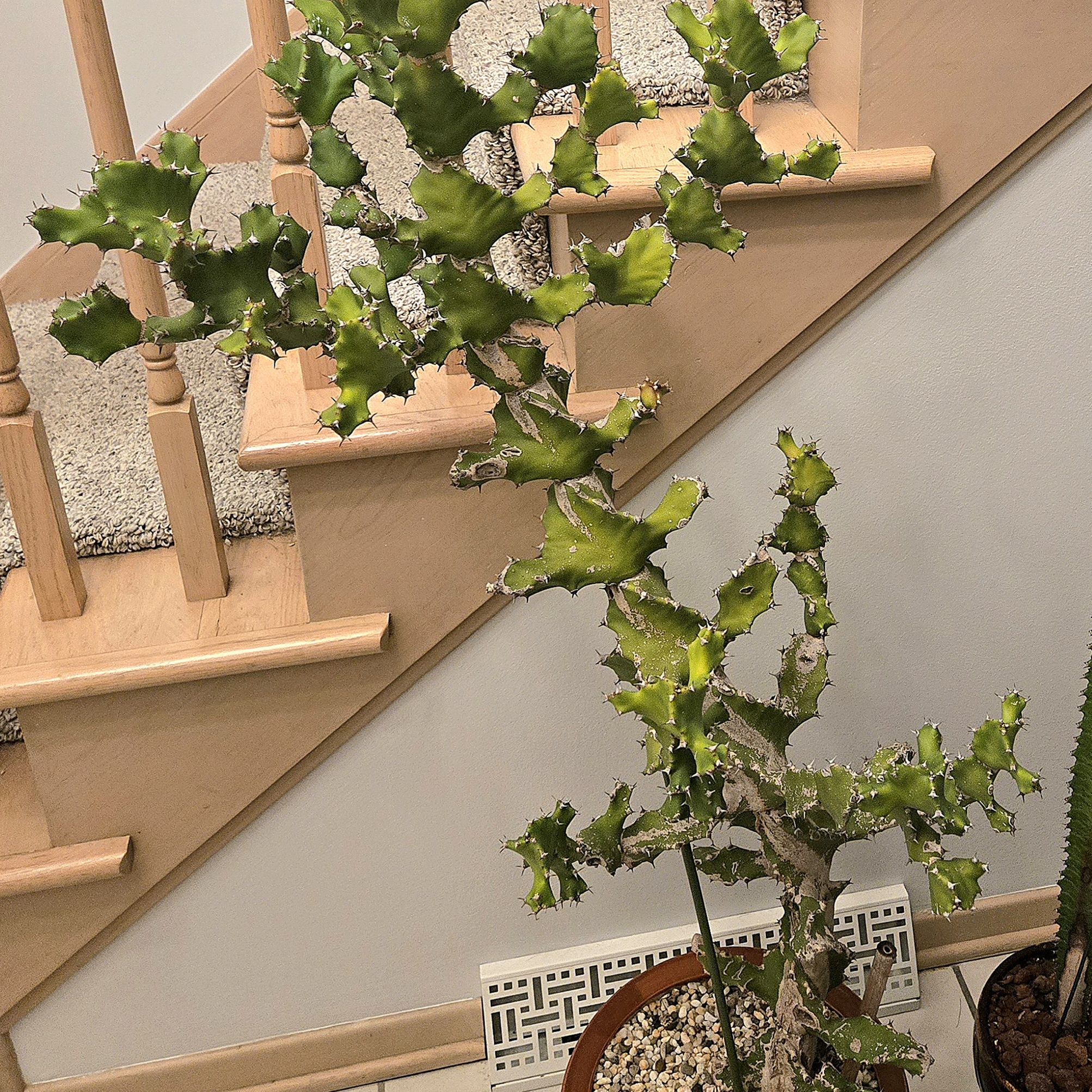 Photo of the plant species Twisted Euphorbia by @Dustmite named Euphorbia Tortilis on Greg, the plant care app