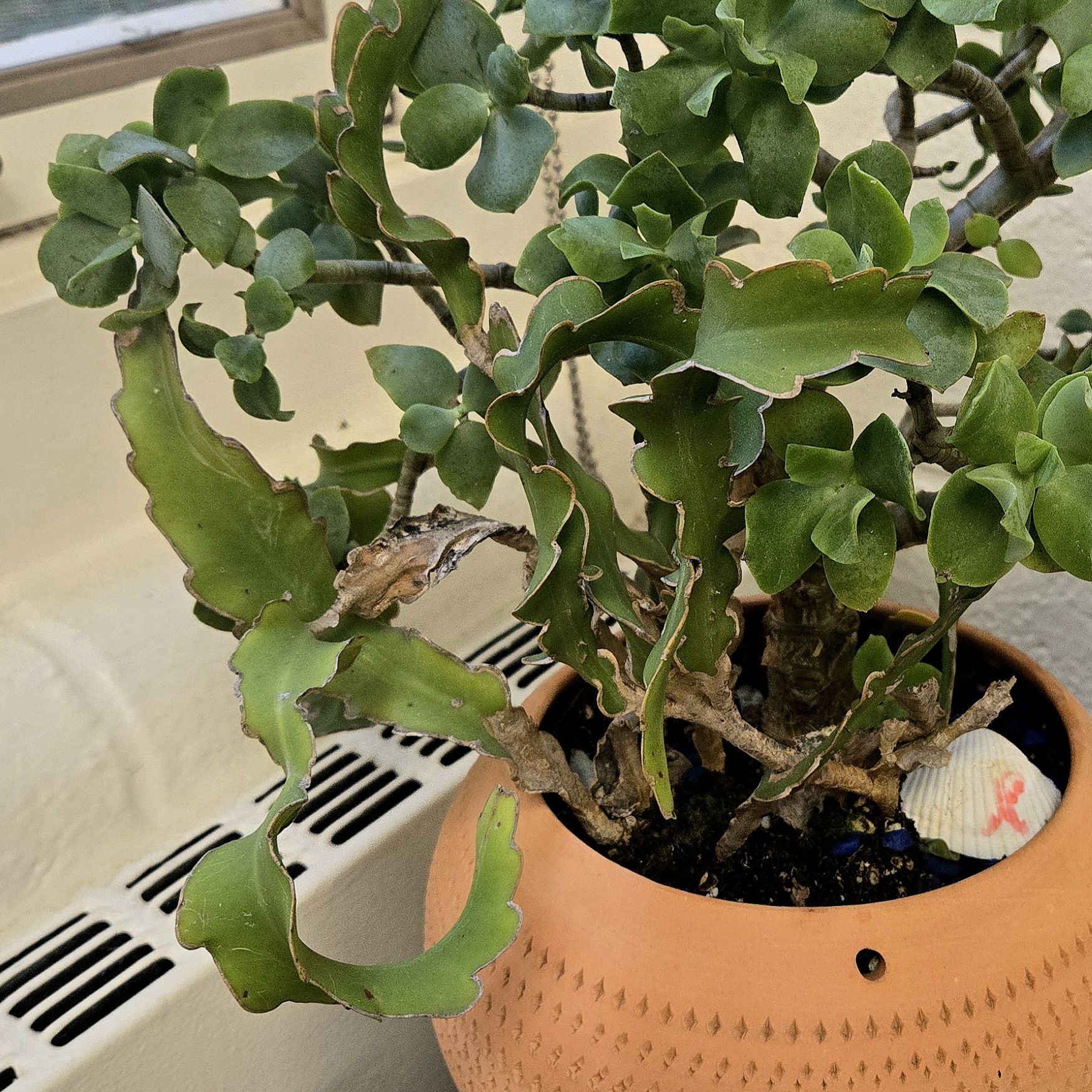 Photo of the plant species Curly Locks Orchid Cactus by @Dustmite named Epiphyllum Hookeri ssp. Guatemalense on Greg, the plant care app