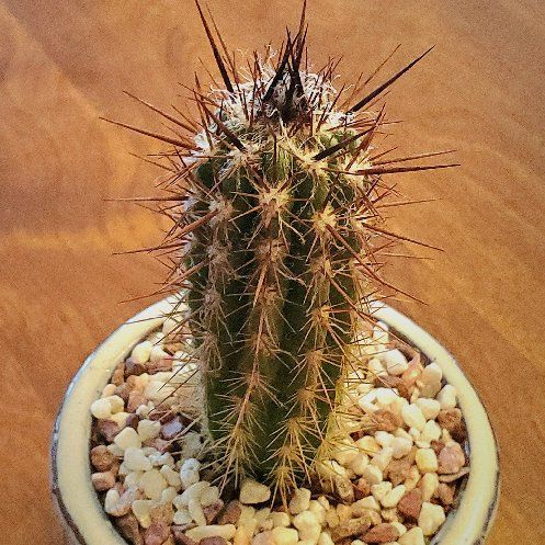 Photo of the plant species Xique-Xique Cactus by @Dustmite named Pilosocereus Gounellei on Greg, the plant care app