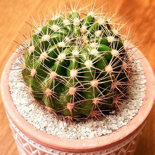 Photo of the plant species Echinopsis mamillosa by @Dustmite named Echinopsis Mamillosa on Greg, the plant care app