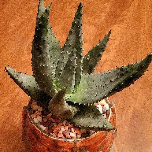 Photo of the plant species Red Hot Poker Aloe by @Dustmite named Aloe Aculeata on Greg, the plant care app