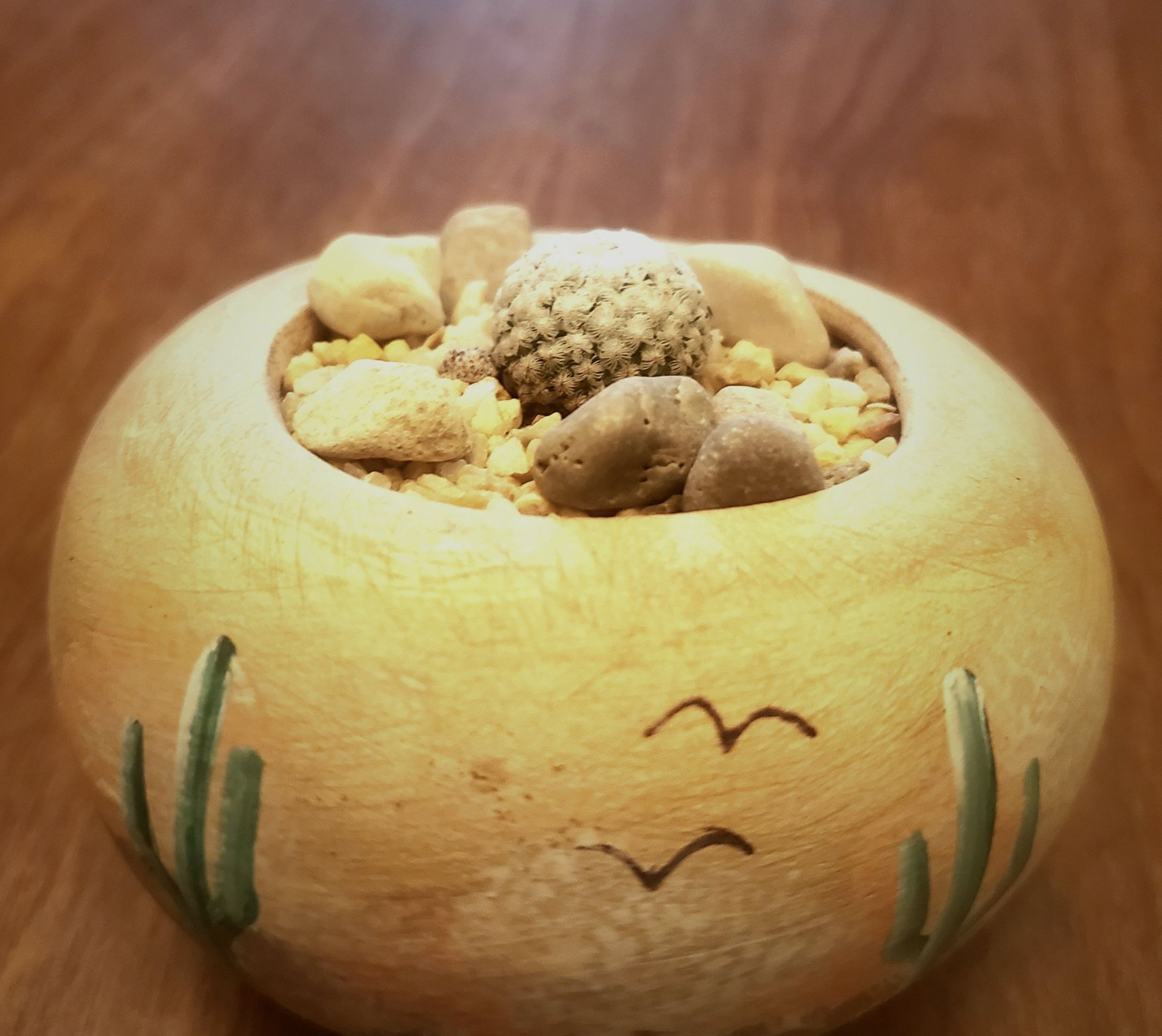 Photo of the plant species Valdez's Turbinicarpus by @Dustmite named Turbinicarpus Valdezianus on Greg, the plant care app
