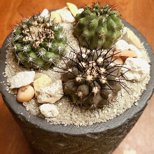 Poa Pot