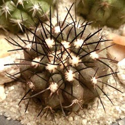Copiapoa atacamensis plant