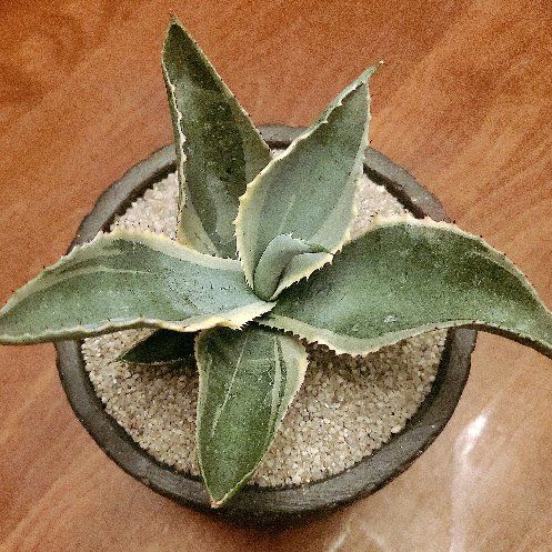 Photo of the plant species Agave Ivory Curls by @Dustmite named Agave Gypsophila 'Ivory Curls' on Greg, the plant care app