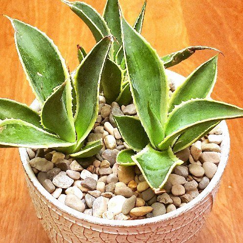 Photo of the plant species Agave mitis 'Multicolor' by @Dustmite named Agave Celsii/Mitis 'Multicolor' on Greg, the plant care app