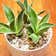 Calculate water needs of Agave mitis 'Multicolor'