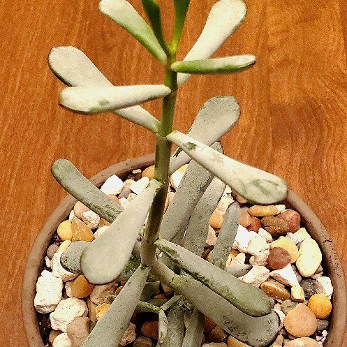 Photo of the plant species Cotyledon 'Happy Young Lady' by @Dustmite named Cotyledon Orbiculata 'Happy Young Lady' on Greg, the plant care app