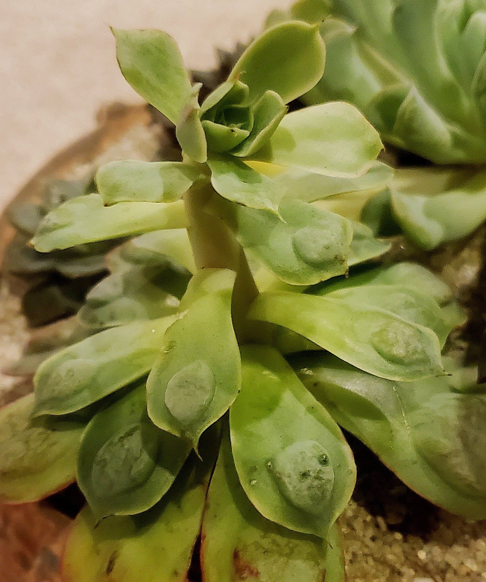 Close-up of a healthy Raindrops Echeveria succulent with visible water droplets on its leaves.