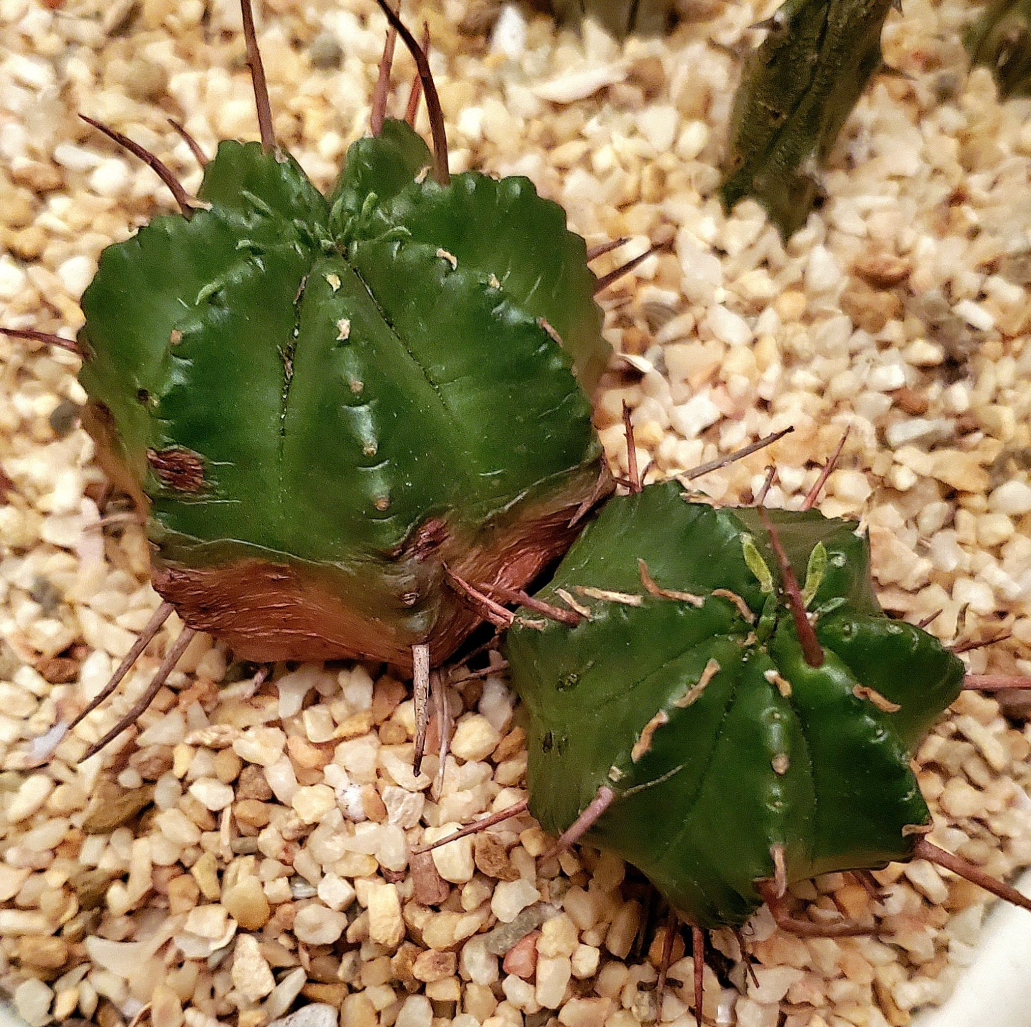 Photo of the plant species Melon Spurge by @Dustmite named Euphorbia Meloformis on Greg, the plant care app