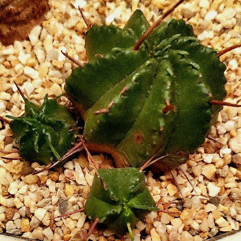 Photo of the plant species Melon Spurge by @Dustmite named Euphorbia Meloformis on Greg, the plant care app