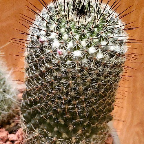 Photo of the plant species Mammillaria huitzilopochtli by @Dustmite named Mammillaria Huitzilopochtli v. Niduliformis on Greg, the plant care app