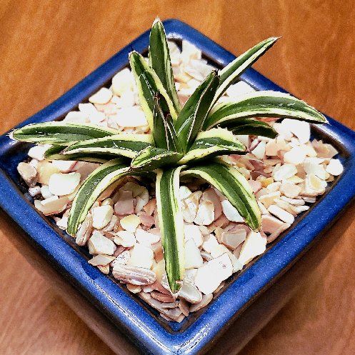 Photo of the plant species Variegated Agave Victoria Reginae by @Dustmite named Agave Victoria Reginae 'Kizan' on Greg, the plant care app