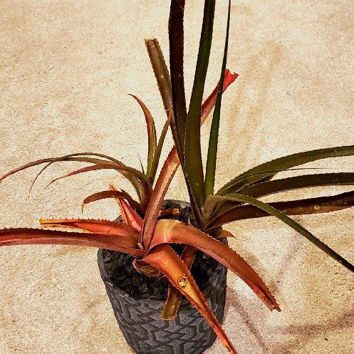 Plant care for Orthophytum brejoense on Greg, the plant care app