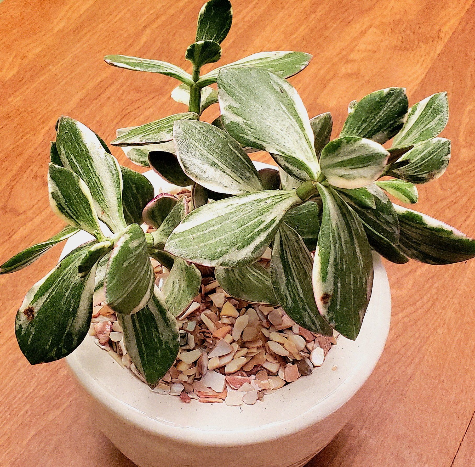 Variegated jade plant in a white pot with decorative stones, healthy green and white leaves.