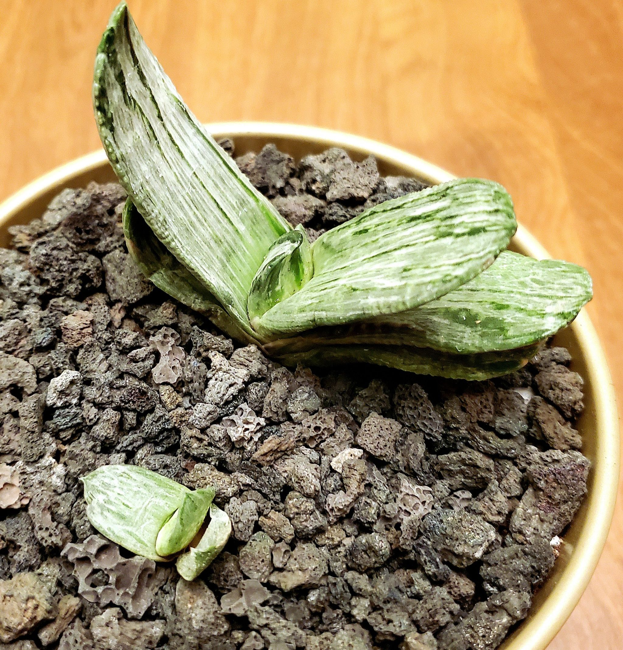 Photo of the plant species Sakura Fuji Gasteraloe by @Dustmite named Gasteria 'Sakura Fuji' on Greg, the plant care app
