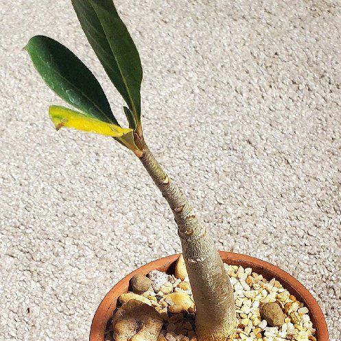 Photo of the plant species Adenium obesum ‘Black Giant’ by @Dustmite named Adenium Arabicum 'Black Giant' on Greg, the plant care app