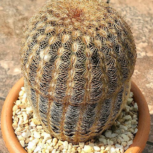Photo of the plant species Rainbow Cactus by @Dustmite named Echinocereus Rigidissimus Rubispinus f. Albiflorus on Greg, the plant care app