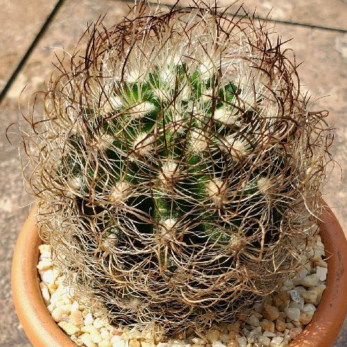 Photo of the plant species Neoporteria nidus senilis by @Dustmite named Eriosyce Senilis ssp. Senilis on Greg, the plant care app