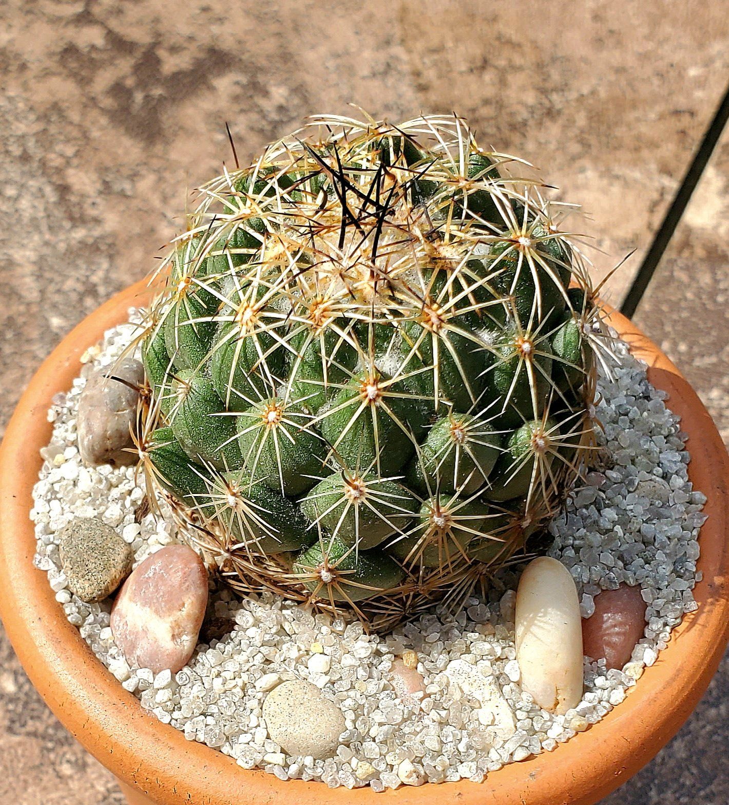 Photo of the plant species Elephant's Tooth by @Dustmite named Coryphantha Elephantidens on Greg, the plant care app