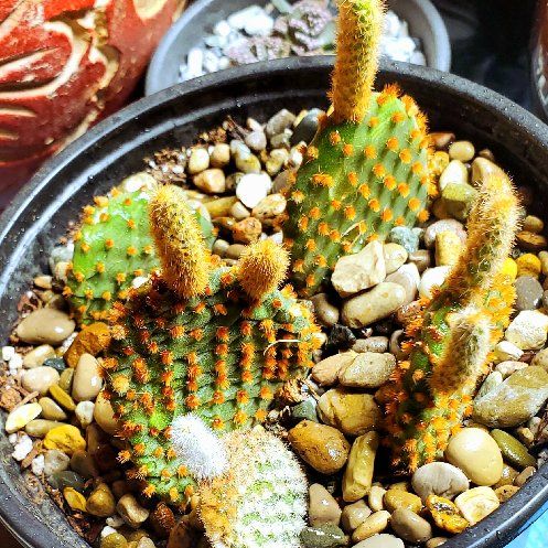 Photo of the plant species Cinnamon Bunny Ears by @Dustmite named Opuntia Microdasys ssp. Rufida on Greg, the plant care app
