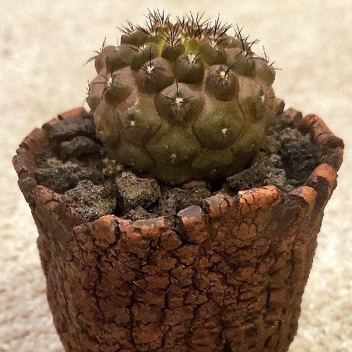 Photo of the plant species Copiapoa Hypogaea Barquitensis by @Dustmite named Copiapoa Hypogaea var. Barquitensis on Greg, the plant care app
