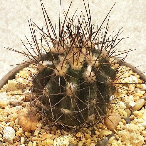 Photo of the plant species f. crestata politomica by @Dustmite named Copiapoa Humilis v. Paposoensis on Greg, the plant care app