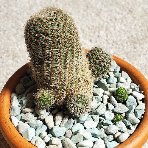 Photo of the plant species Rebutia heliosa by @Dustmite named Rebutia Heliosa v. Solisioides on Greg, the plant care app