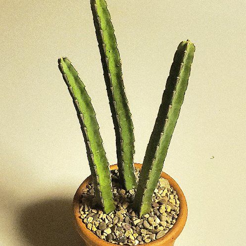 Photo of the plant species Euphorbia 'Uzmuk' by @Dustmite named Euphorbia Lydenburgensis on Greg, the plant care app