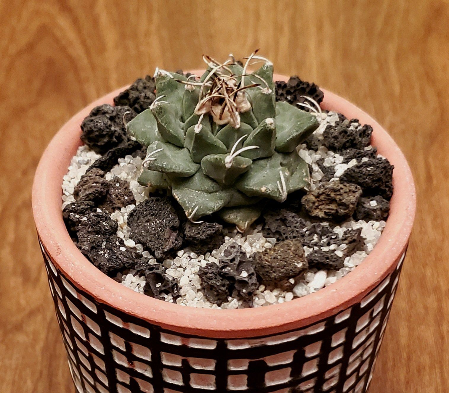 Photo of the plant species Turbinicarpus alonsoi by @Dustmite named Turbinicarpus Alonsoi on Greg, the plant care app