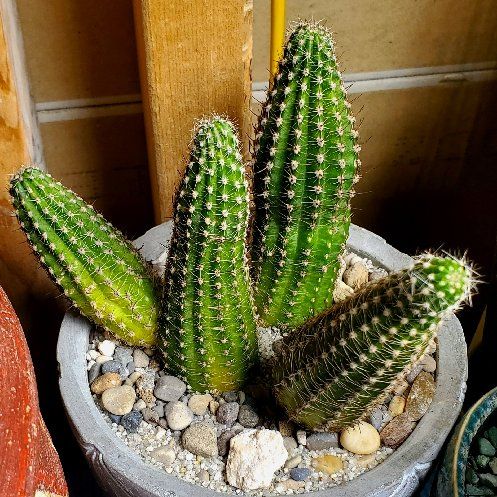 Photo of the plant species Echinopsis 'Venus' by @Dustmite named Echinopsis 'Venus' on Greg, the plant care app