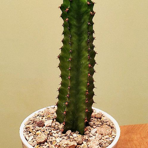 Photo of the plant species Candelabra Tree by @Dustmite named Euphorbia 'Watusi' on Greg, the plant care app