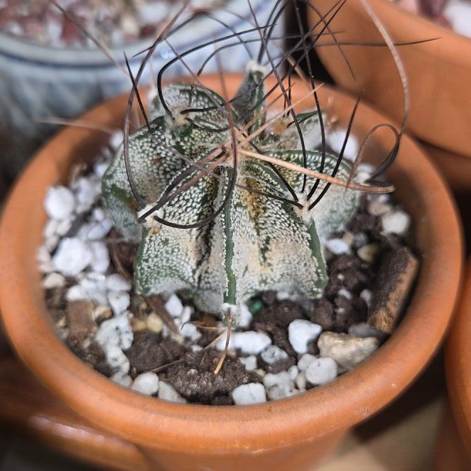 Photo of the plant species Goat's Horn Cactus by @Dustmite named Astrophytum Capricorne on Greg, the plant care app