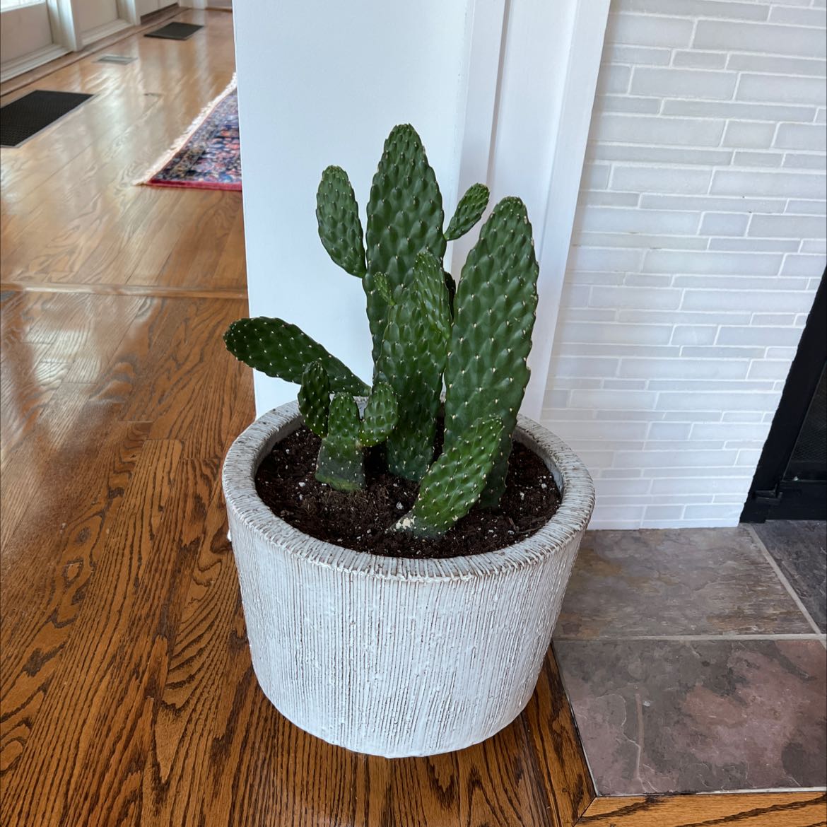 Road Kill Cactus in a white pot placed indoors, appears healthy.
