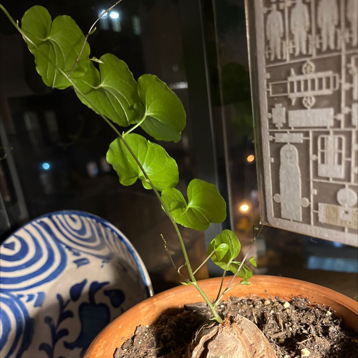 Potted Hottentot Bread plant with green leaves and visible tuber indoors.
