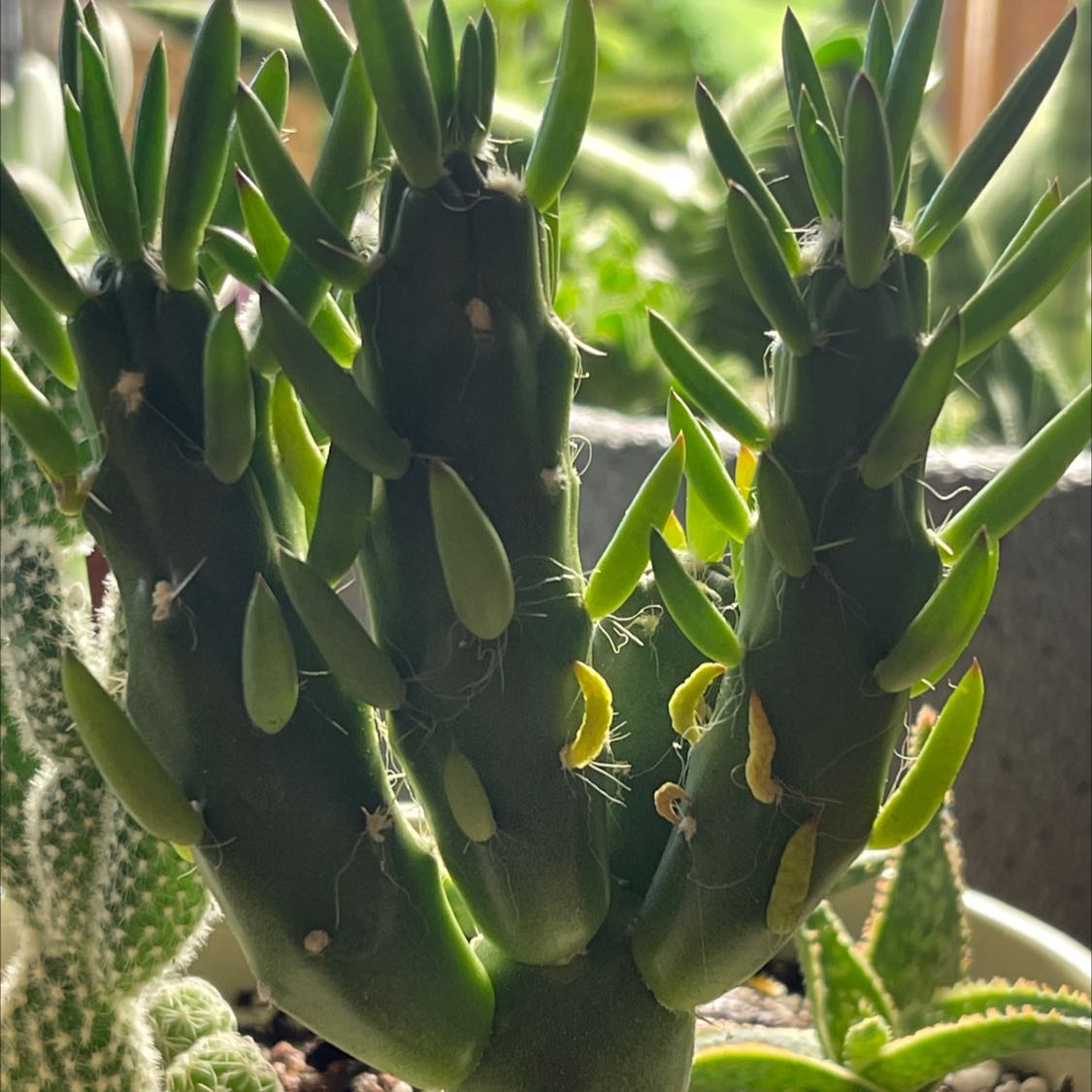 Photo of the plant species Eve's Needle Cactus by @BloomingCassava named Keanu Leaves on Greg, the plant care app