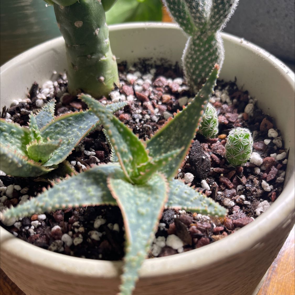 Aloe 'Christmas Carol' plant in a pot with other small succulents, healthy and well-drained soil.