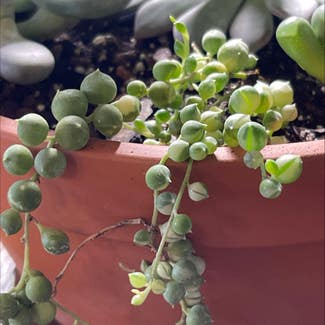 String of Pearls plant in Beecher, Illinois