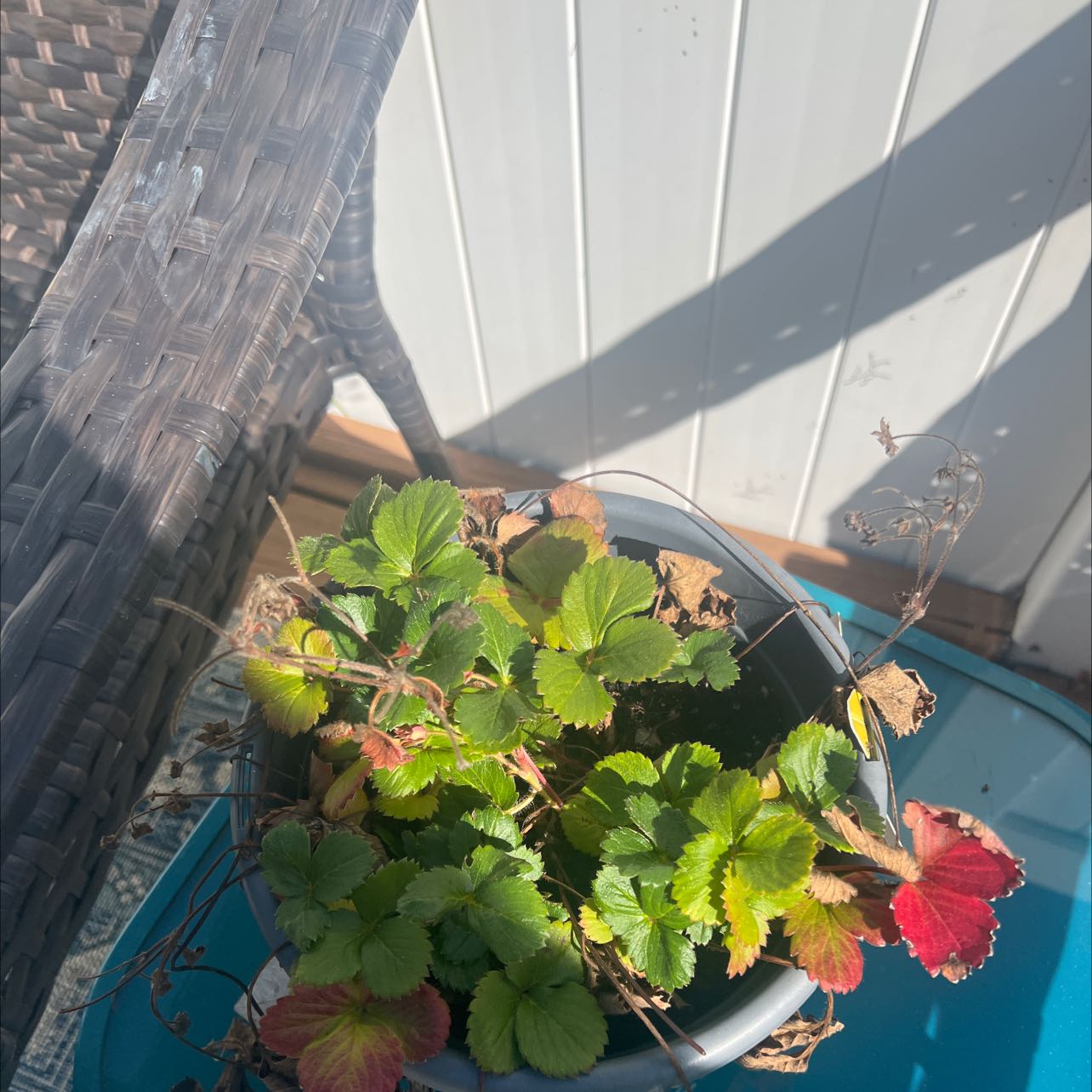 Potted Mock Strawberry plant with green leaves and some discoloration.