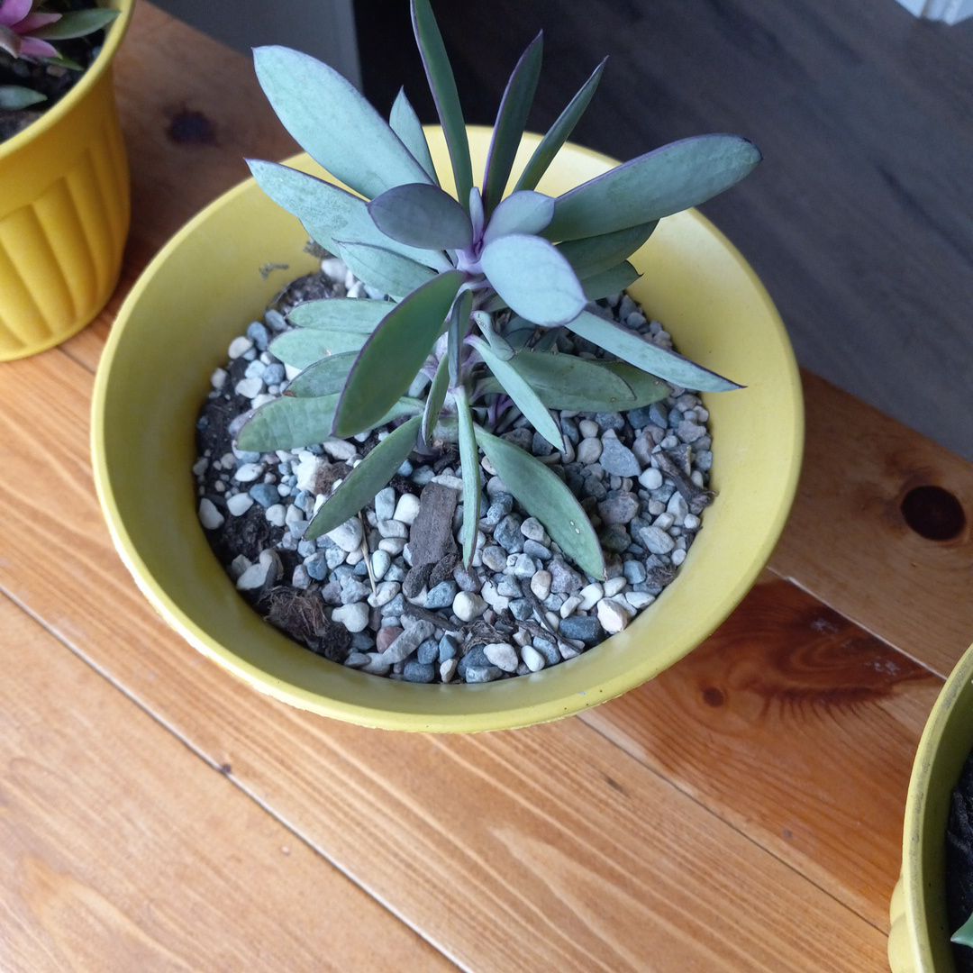 Potted Vertical Leaf Senecio plant with elongated leaves in a yellow pot on a wooden surface.