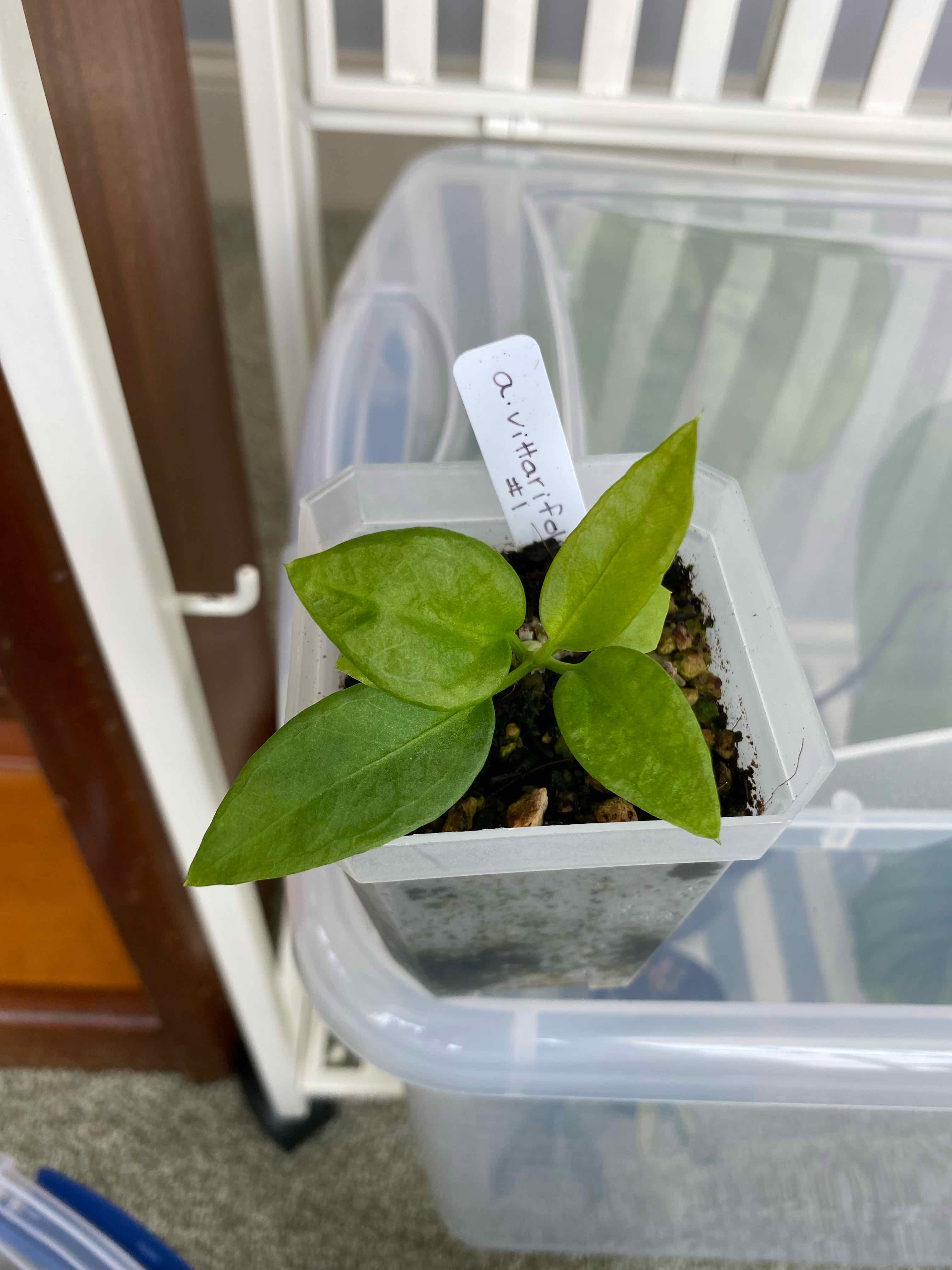 Anthurium Vittarifolium Seedling #1