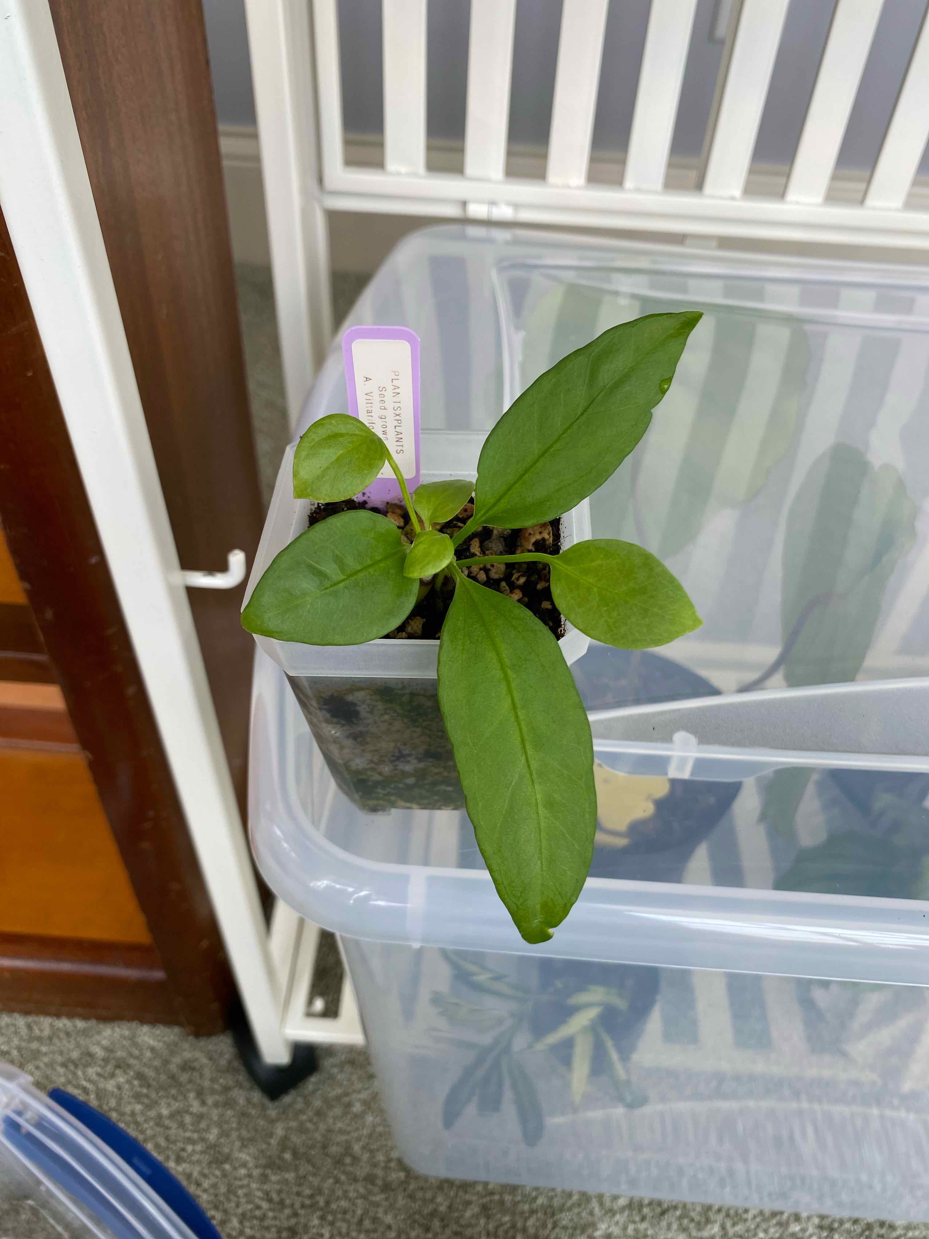 Young Anthurium vittariifolium plant in a small pot with vibrant green leaves.